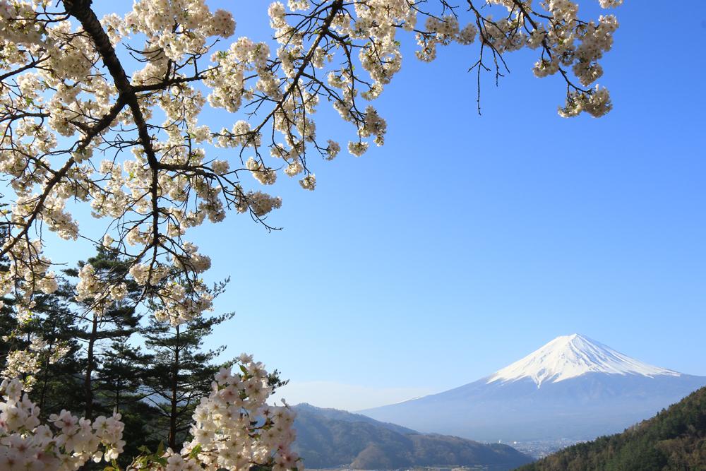 河口湖の桜　2024年の開花情報や春のイベントを紹介！