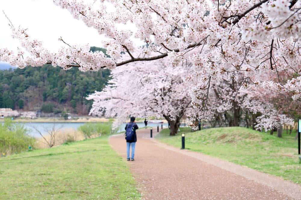 河口湖の桜　2022年の開花情報や春のイベントを紹介！