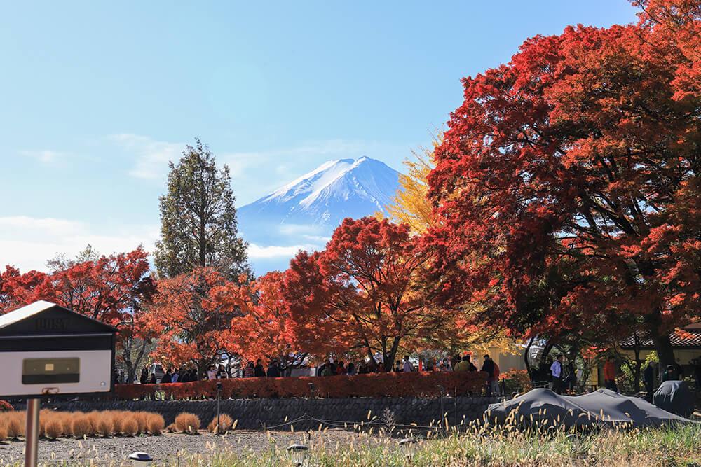 富士山・富士五湖・河口湖周辺の最新紅葉情報！ここでしか見れない絶景をご覧ください！