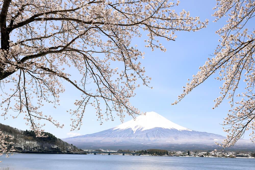 サクラ咲け！富士山周辺桜開花状況！【河口湖編2019年版】