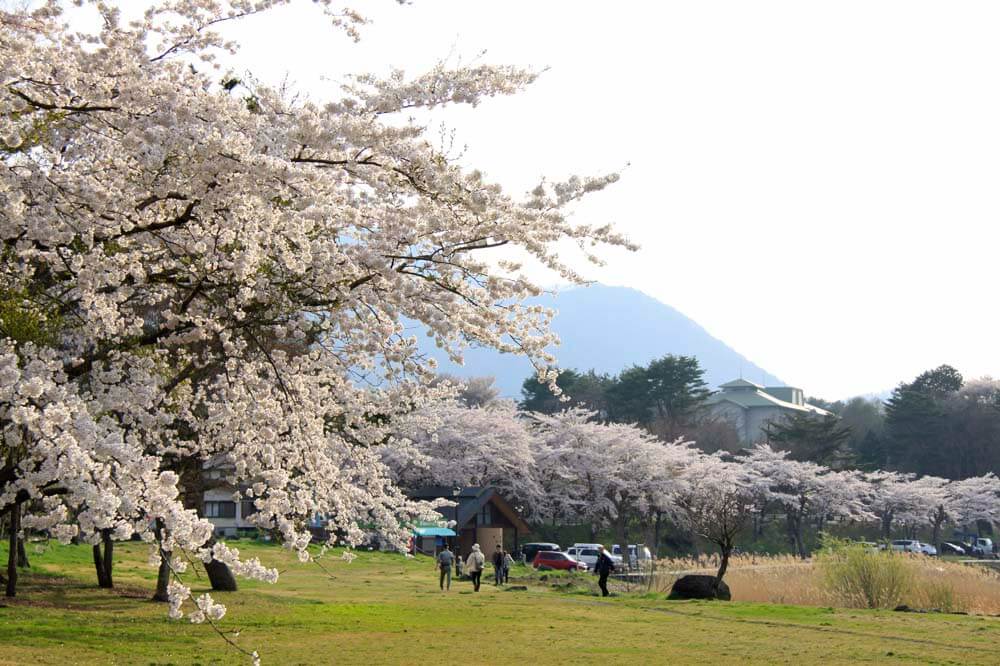 春爛漫！富士五湖で訪れたいお花見スポット！￼
