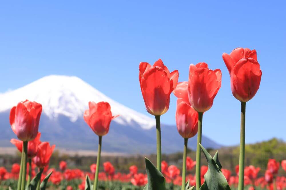 富士五湖観光で花の名所を巡る！おすすめの花が咲く時期と場所
