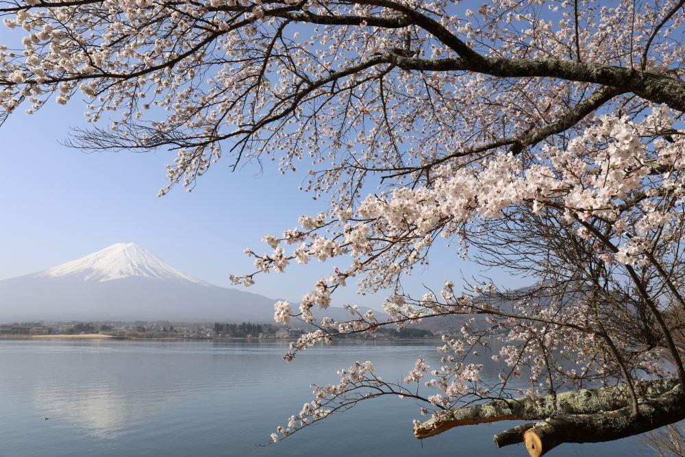 富士山麓で春の観光を満喫！おすすめスポットとモデルコース