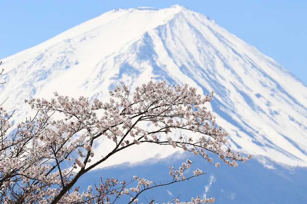 【4月】富士山周辺のおすすめの服装と写真ギャラリー