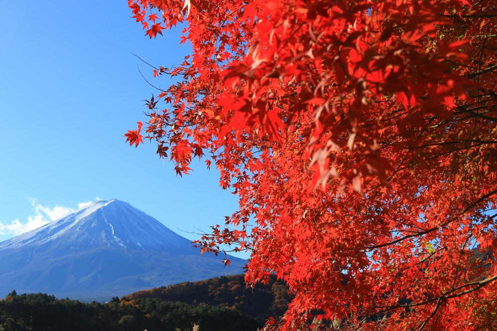 富士山ともみじを同時に楽しむなら？ 紅葉おすすめスポット8選