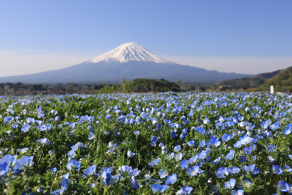 【5月】富士山周辺のおすすめの服装と写真ギャラリー