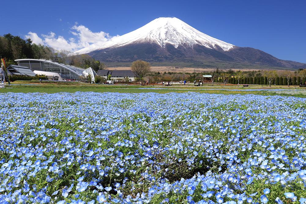山中湖花の都公園 – 富士山の絶景が広がる花の名所
