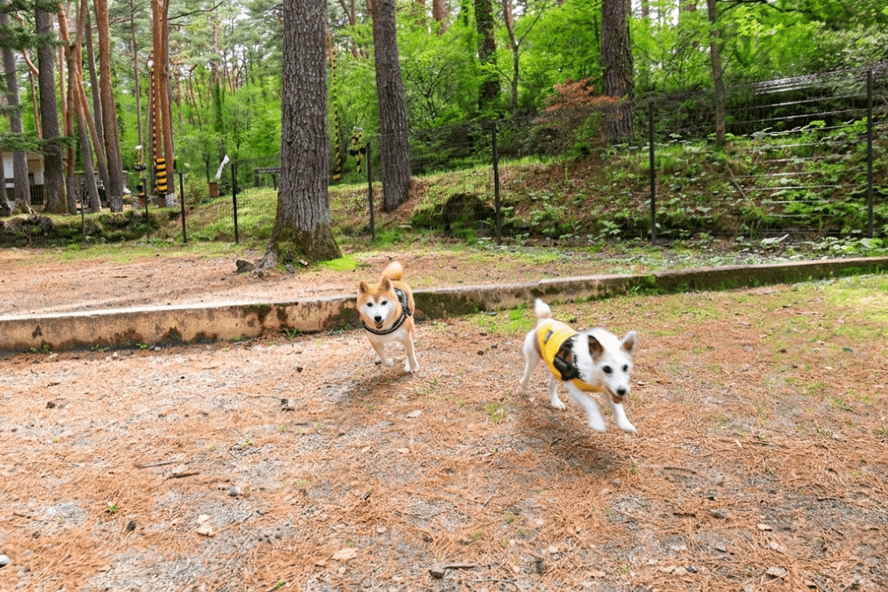 河口湖のドッグラン|愛犬と楽しむ山梨県の人気スポット・宿泊施設まとめ