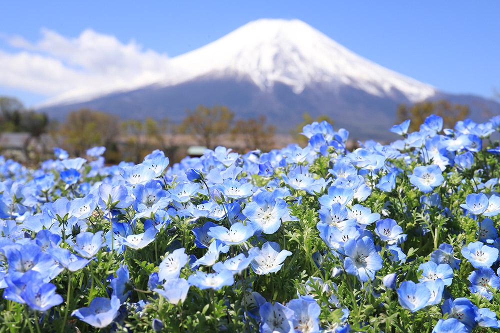 富士山とネモフィラの絶景スポットと見頃ガイド